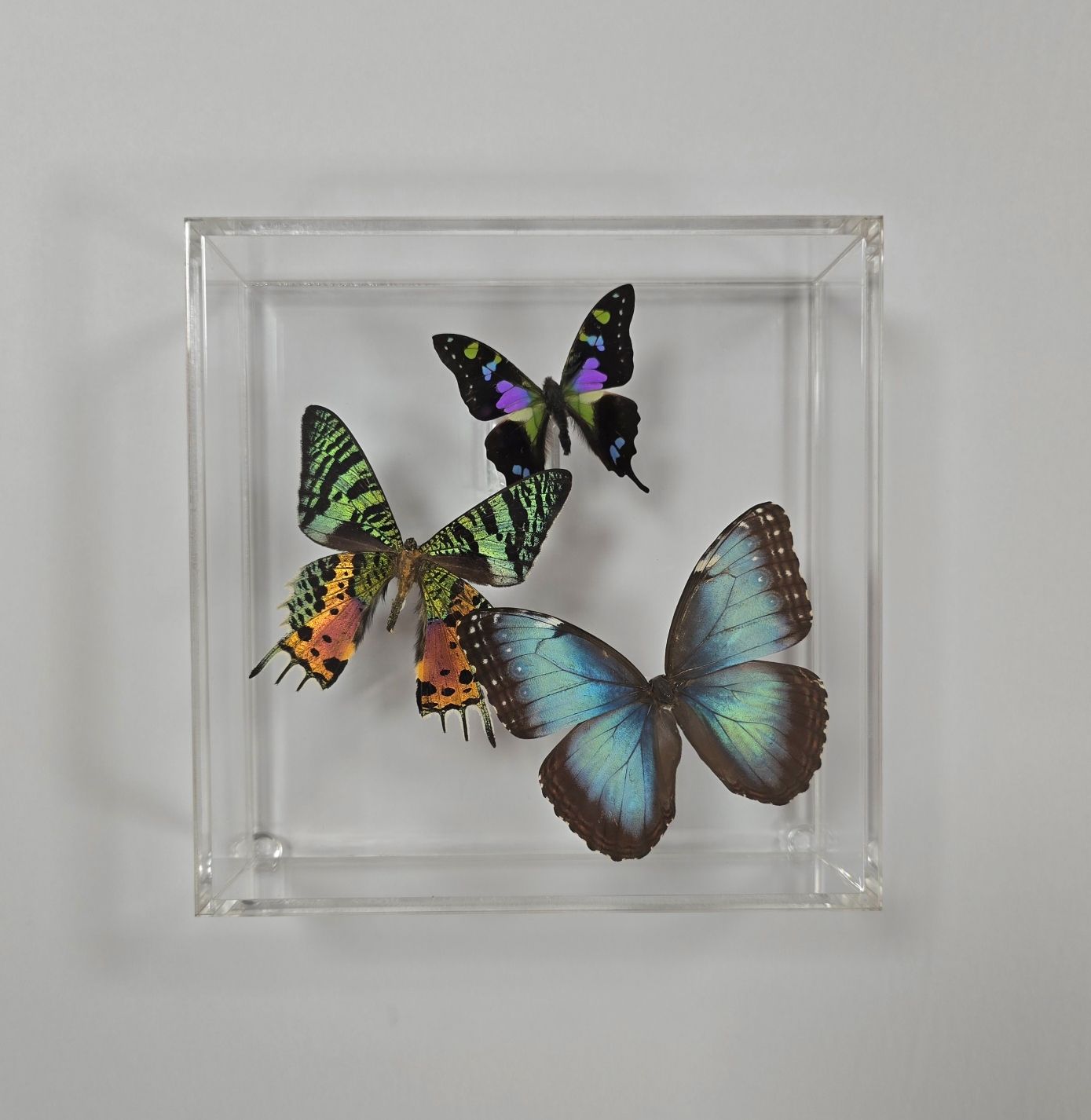 Butterfly Artwork - 7" X 7" Square Display With Three Butterflies