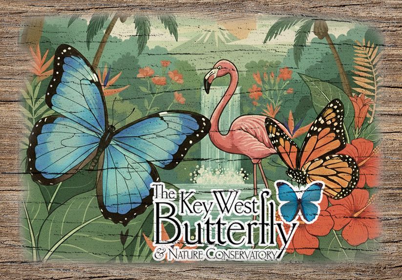 Postcard -Large Morpho