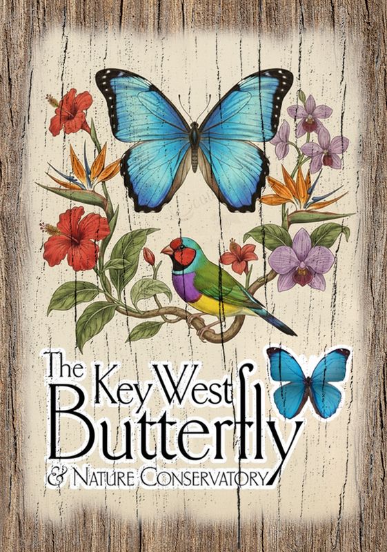 Magnet - Key West Morpho
