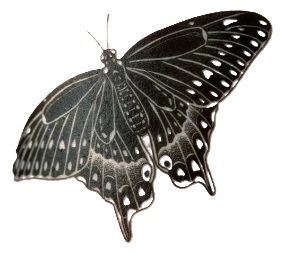 Tattoo - Black Swallowtail