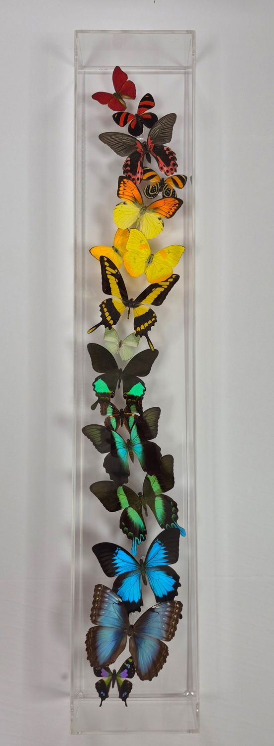 Butterfly Artwork - 6x34 Vertical Rainbow