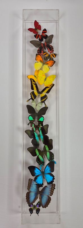 Butterfly Artwork - 6x34 Vertical Rainbow