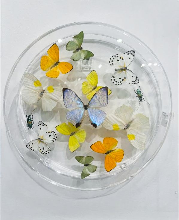 Butterfly Artwork - 12- Inch Circle Butterflies and Bugs