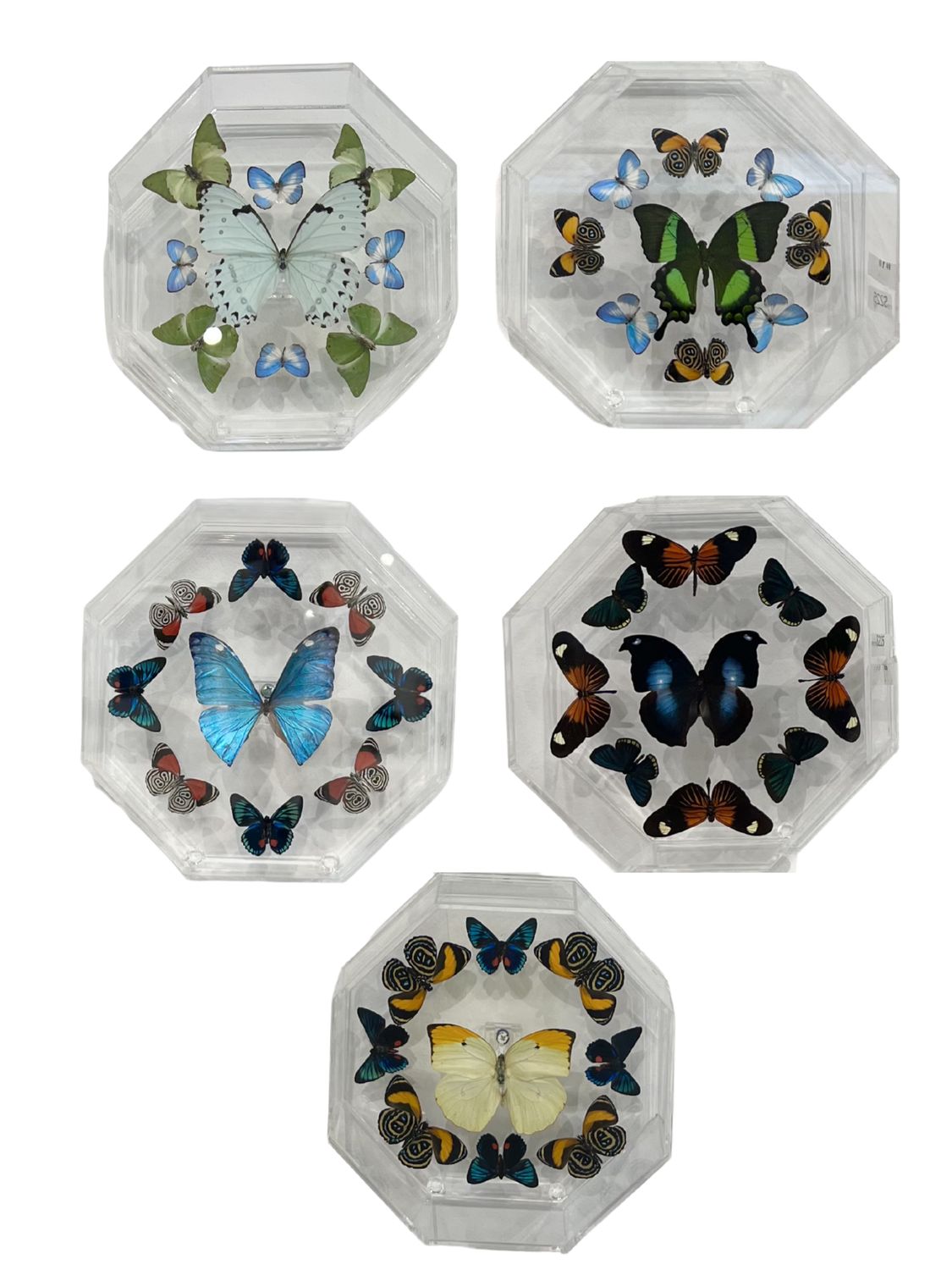 Butterfly Artwork - Octagon Circle