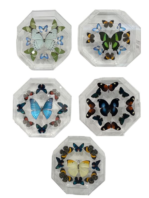 Butterfly Artwork - Octagon Circle