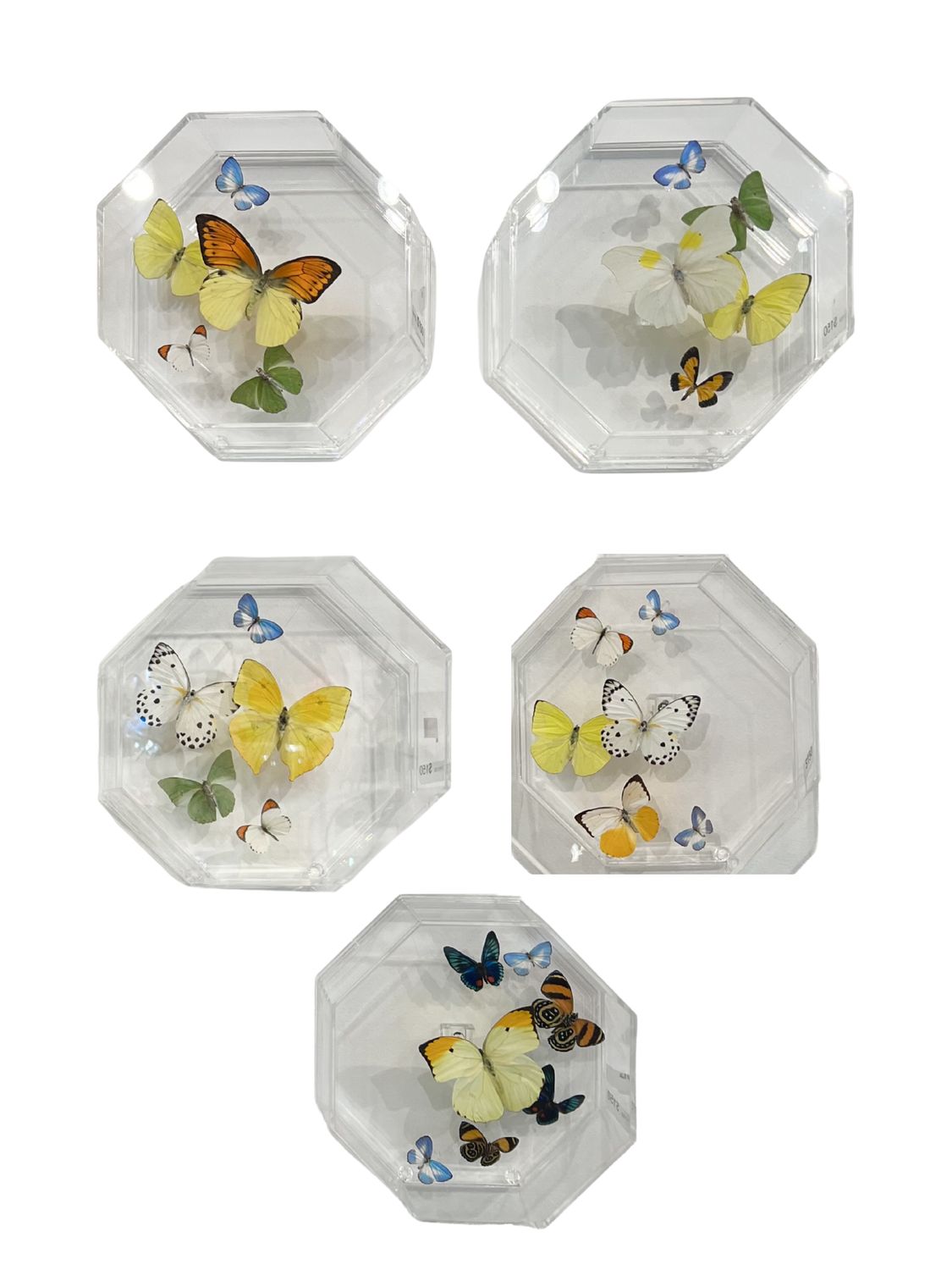 Butterfly Artwork - Octagon Arch Flights