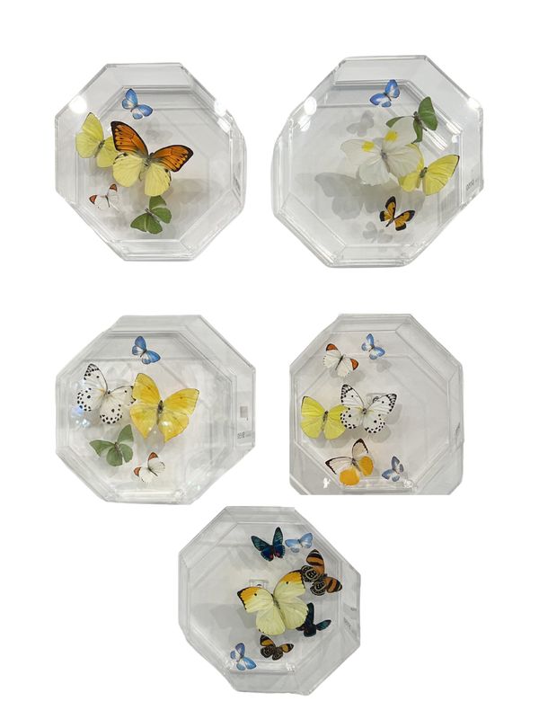 Butterfly Artwork - Octagon Arch Flights