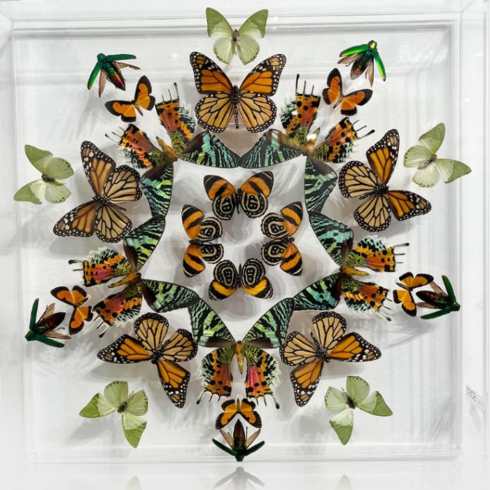 Butterfly Artwork - Kaleidoscope of Orange 15x15