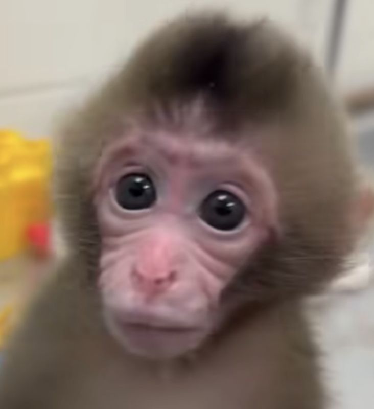 Baby Koji Fund