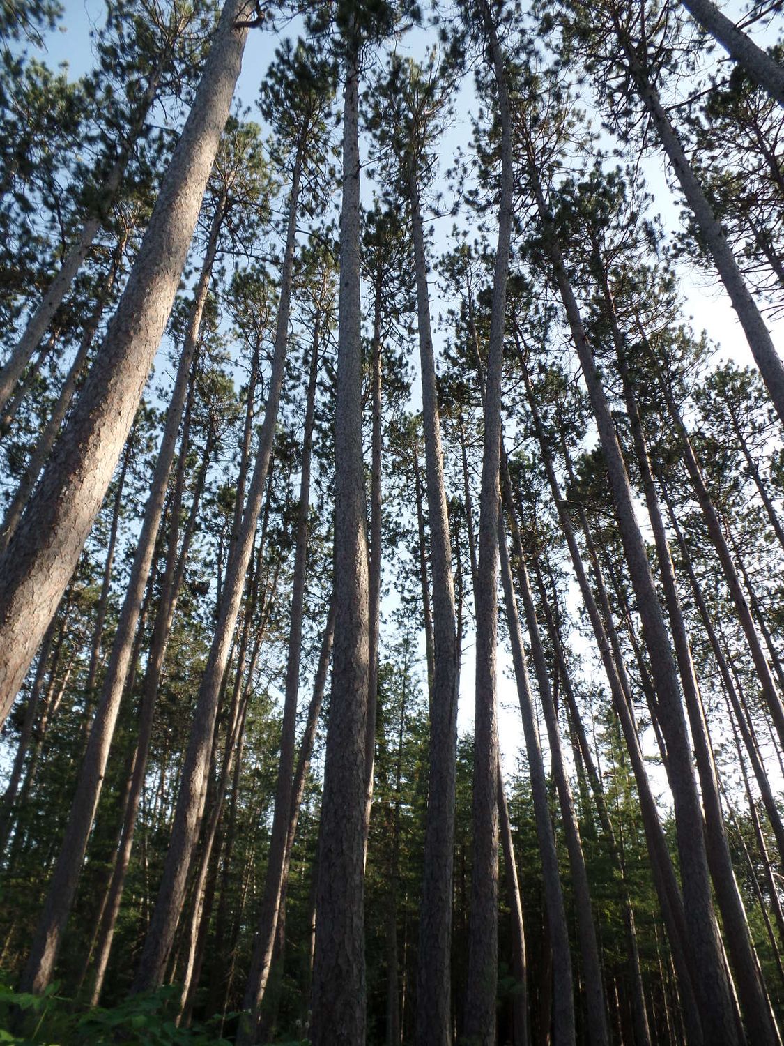 Standish Woodland Acquisition Fund Monthly Donation