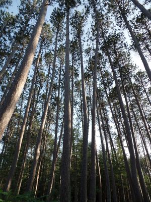 Standish Woodland Acquisition Fund Monthly Donation