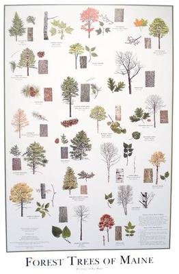 &quot;Forest Trees of Maine&quot; Poster