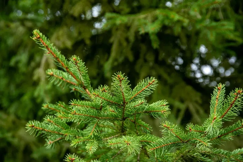 Kulinarischer Kräuterspaziergang Nadelbaum-leckerein 12.September