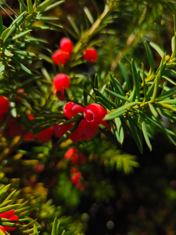 Kulinarischer Kräuterspaziergang Nadelbaum-leckerein 12.September
