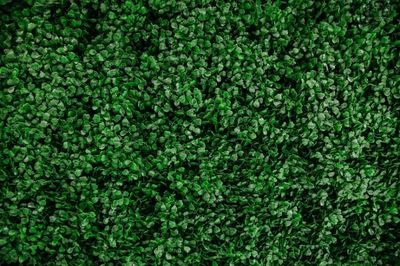Green Wall 8 x 12