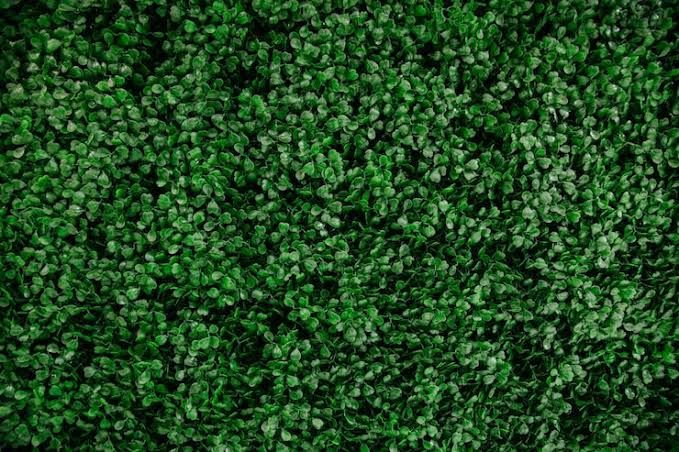 Green Wall 8 x 8