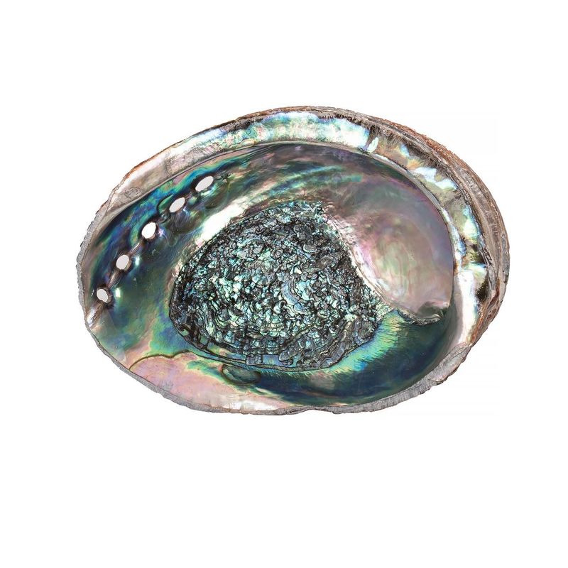 Abalone Shell