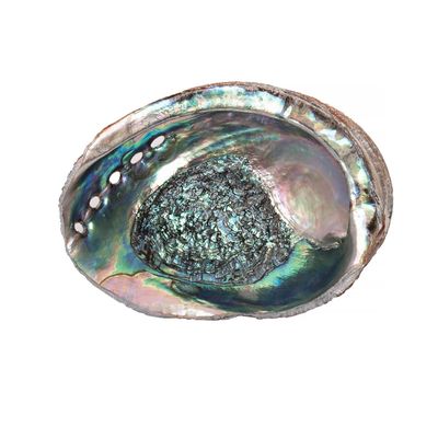 Abalone Shell