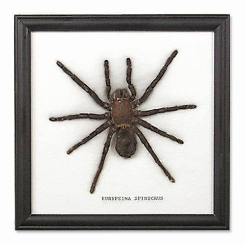 Thailand Framed Specimens