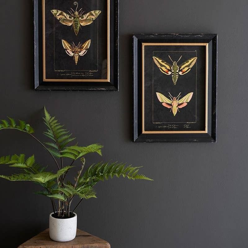 Framed Moth Print