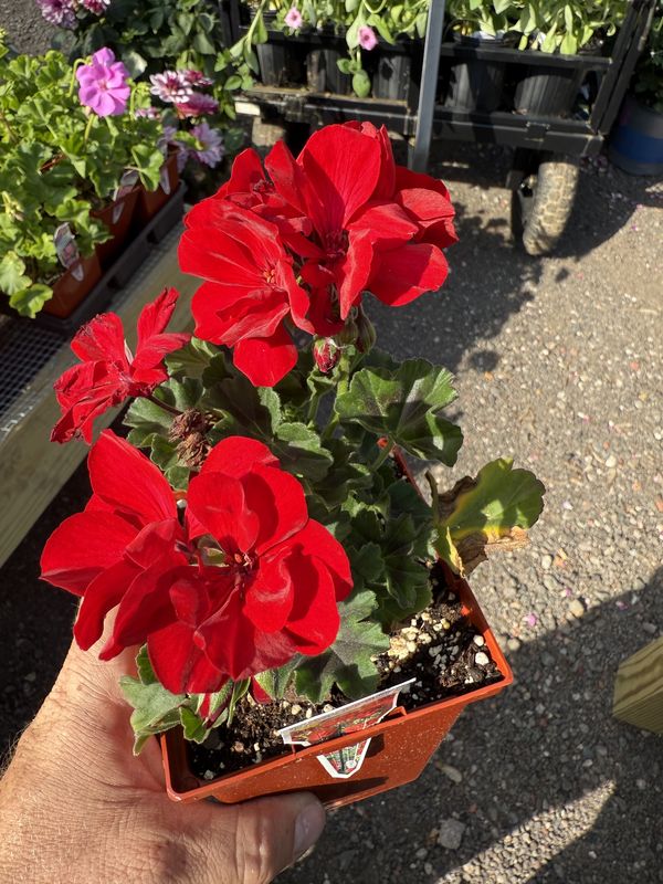 GERANIUM