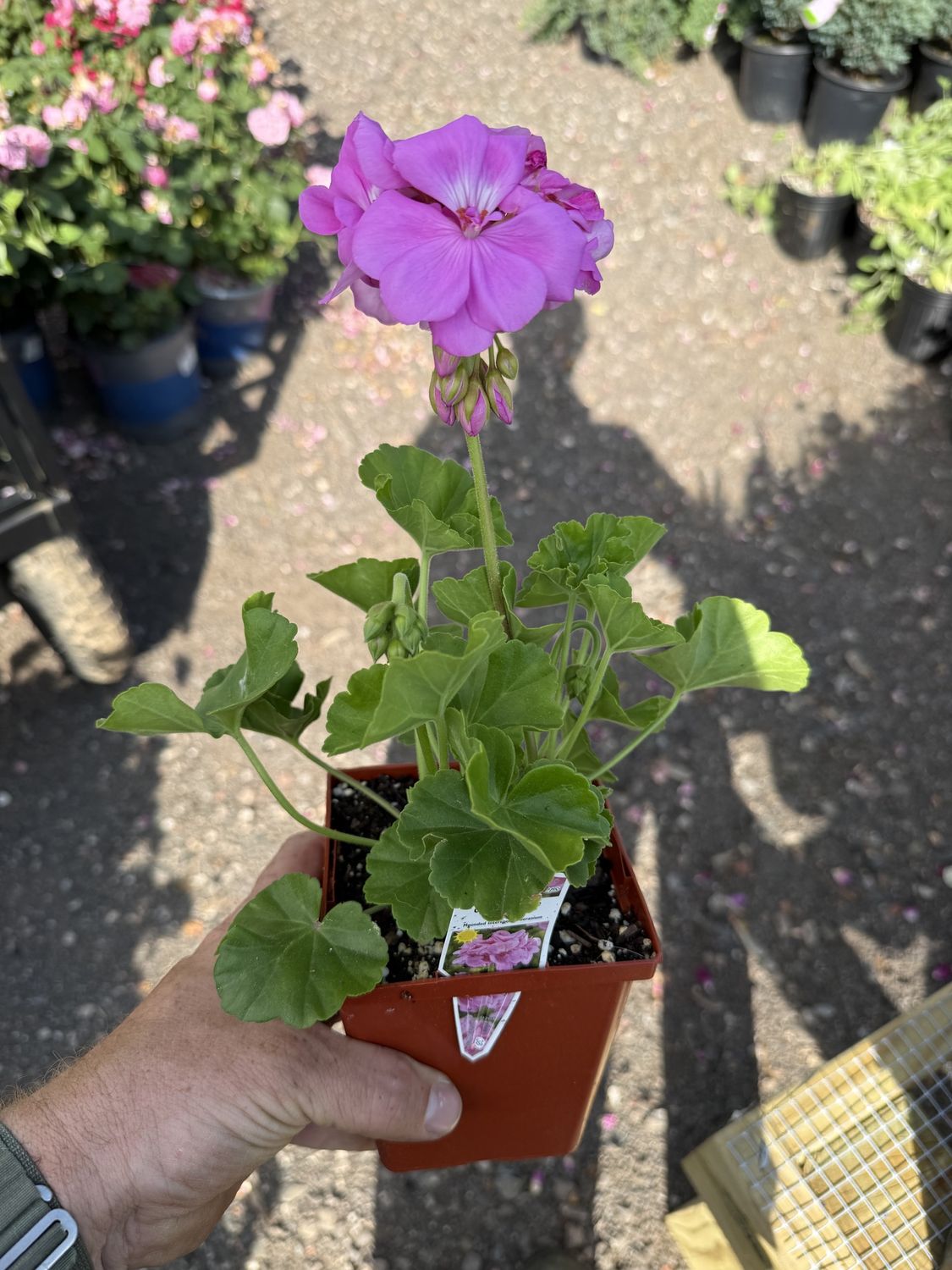 GERANIUM, Type: Geranium Calliope LG Lavender
