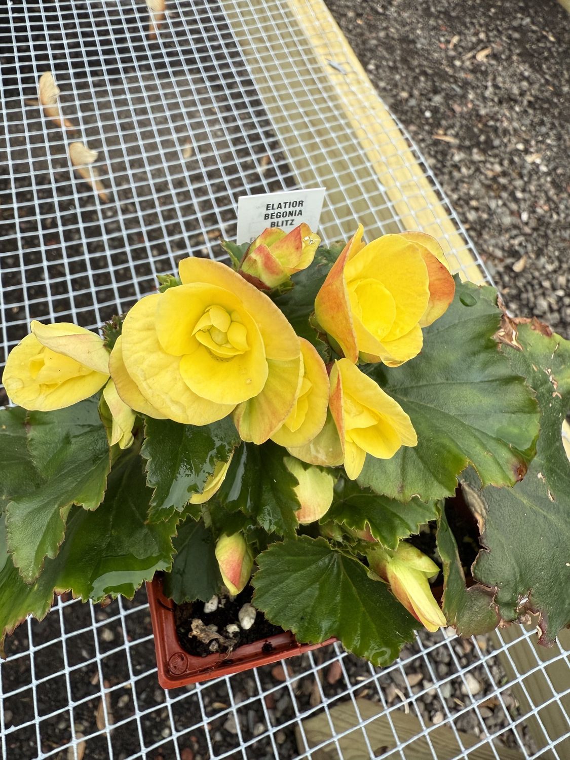BEGONIA, Colour: Elatior Blitz