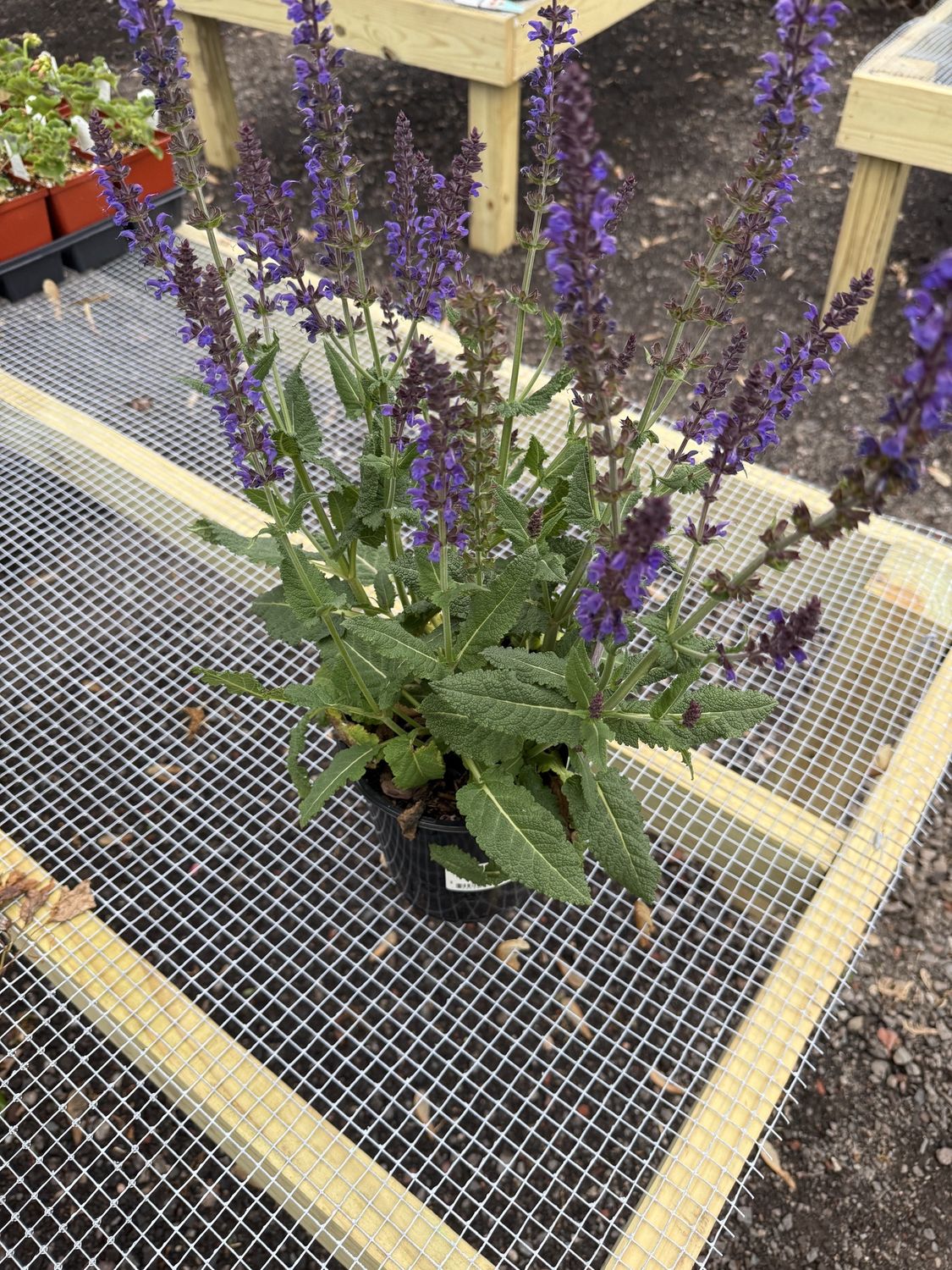 SAGE - SALVIA, Colour: `MAY NIGHT`, Size: SIZE #1
