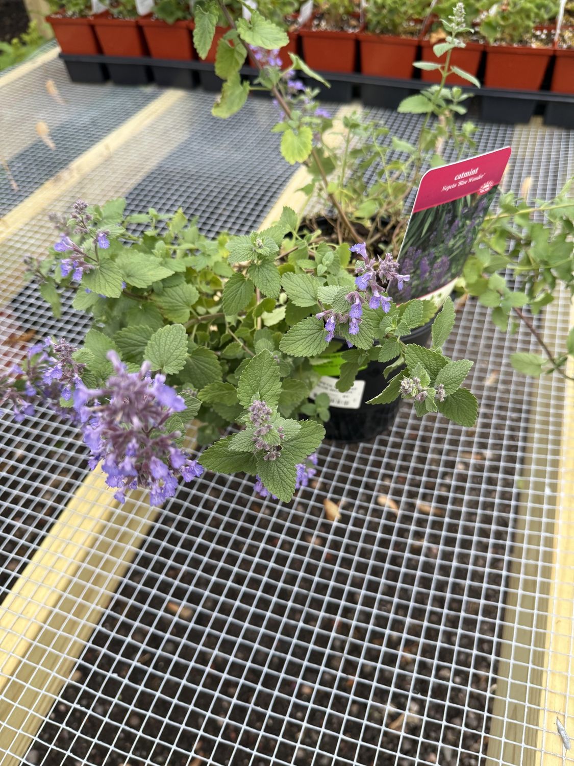 CATMINT - NEPETA, Type: MUSSINII `BLUE WONDER`, Size: SIZE #1