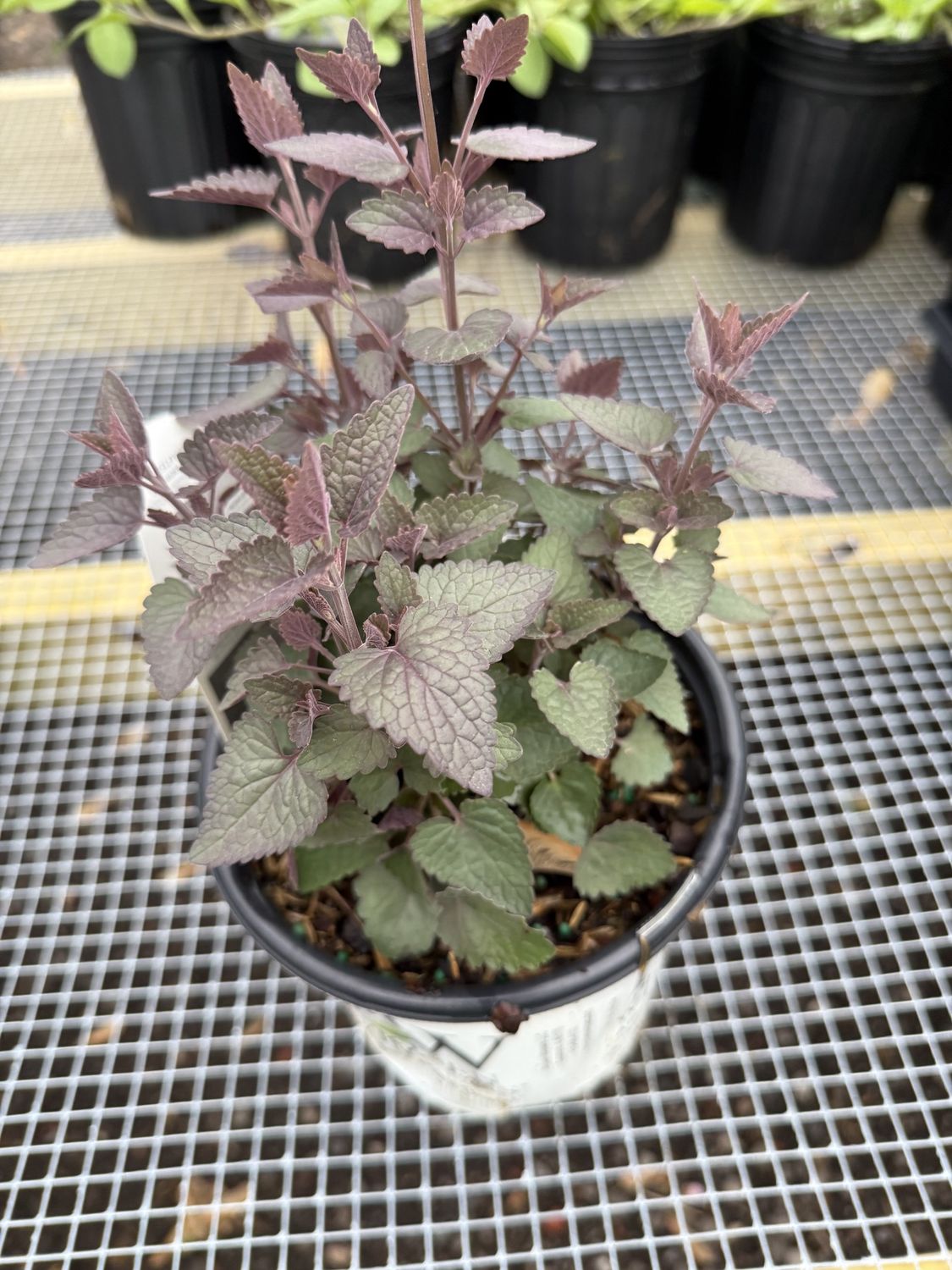 AGASTACHE - Anise Hyssop, Colour: ROYAL RASPBERRY