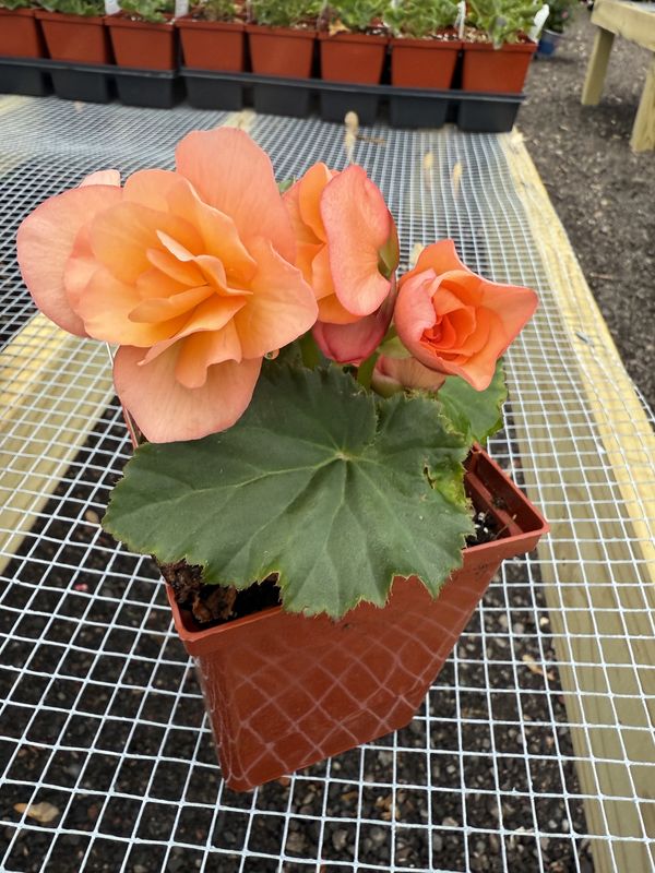 BEGONIA