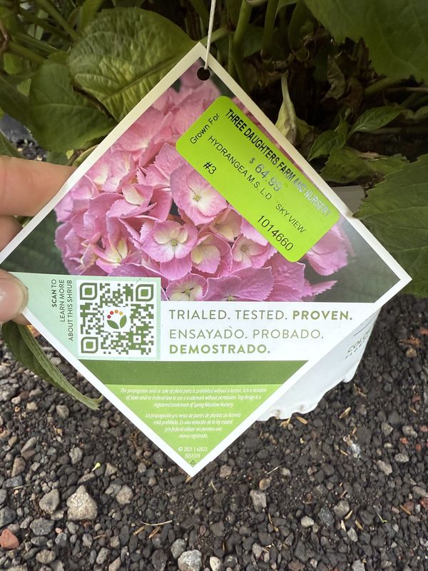 HYDRANGEA