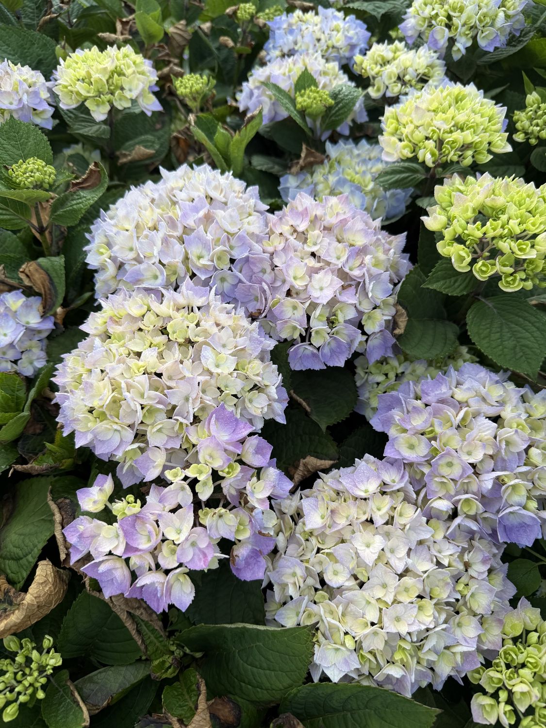HYDRANGEA, Size: SIZE #3, Type: HYDRANGEA M.S. L.D.  `SKY VIEW`