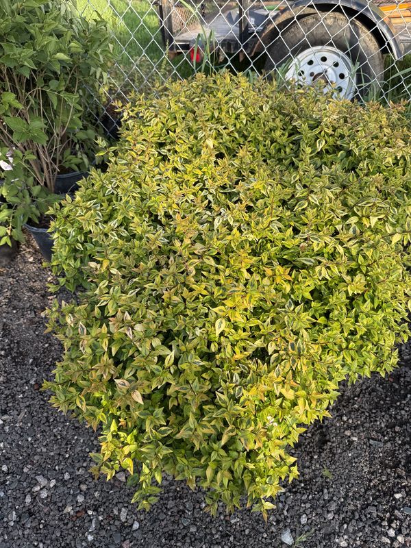 ABELIA