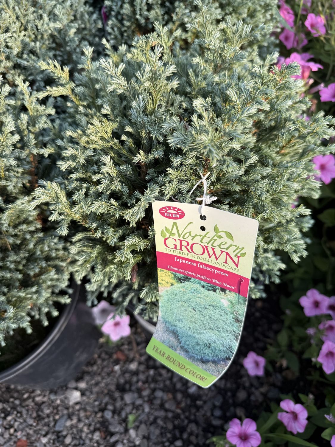 Cypress, Size: Size: #1, Type: CHAMAECYPARIS PISIFERA `BLUE MOON`