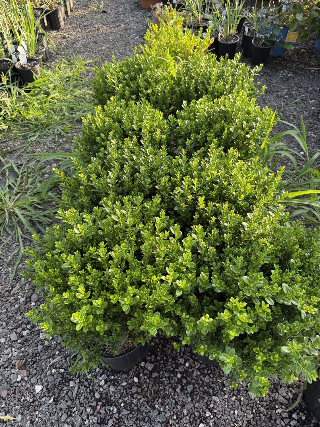 Boxwood