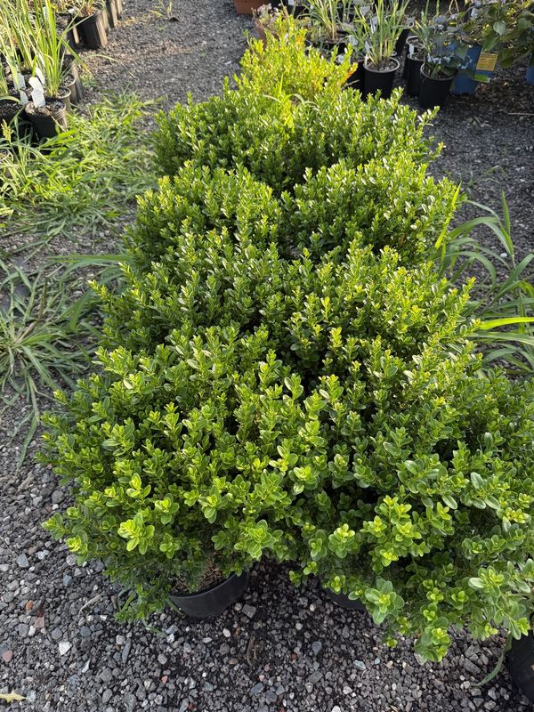 Boxwood