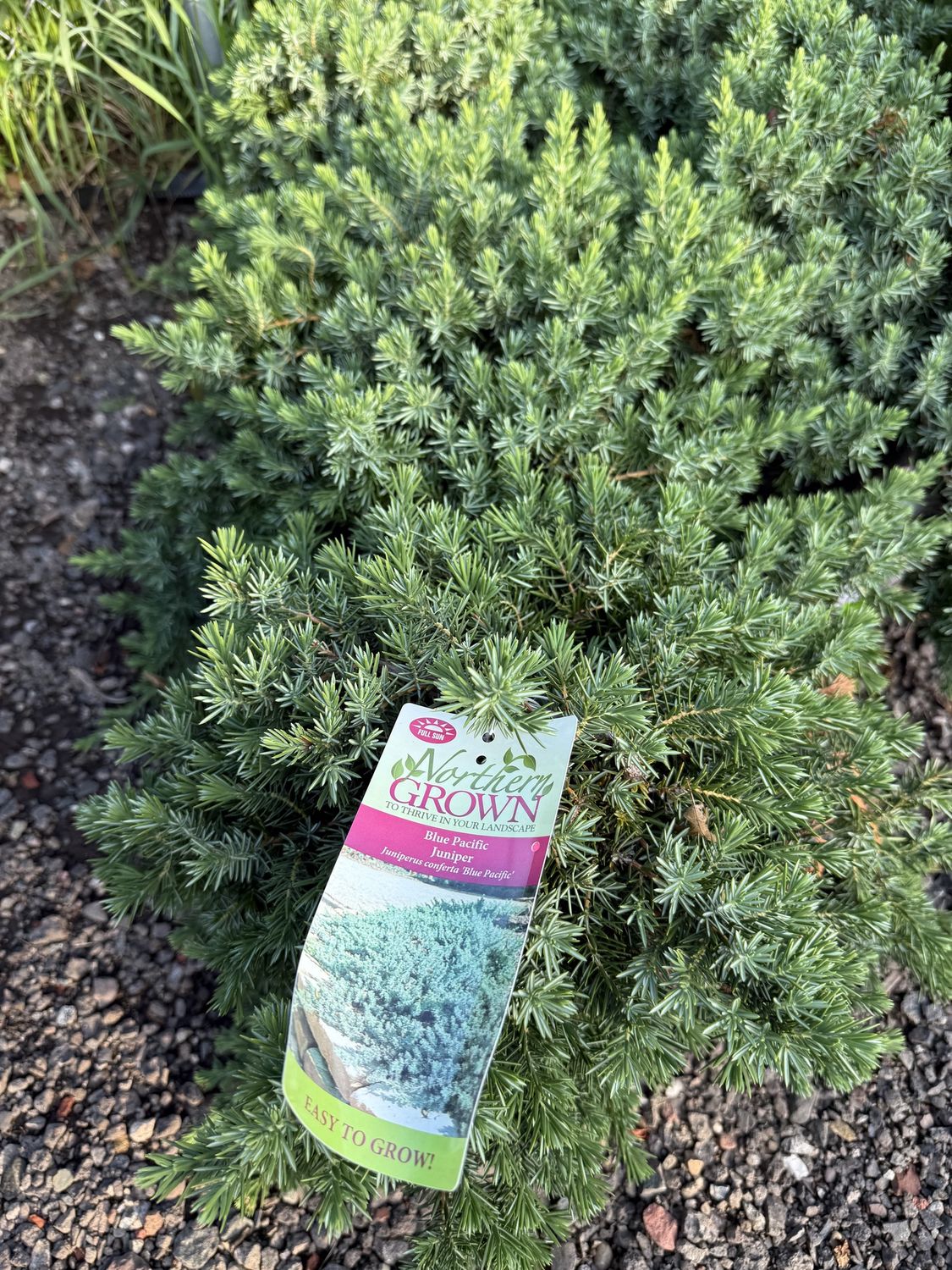 JUNIPER - JUNIPERUS