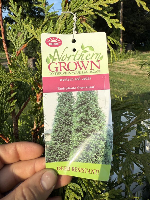 ARBORVITAE - THUJA