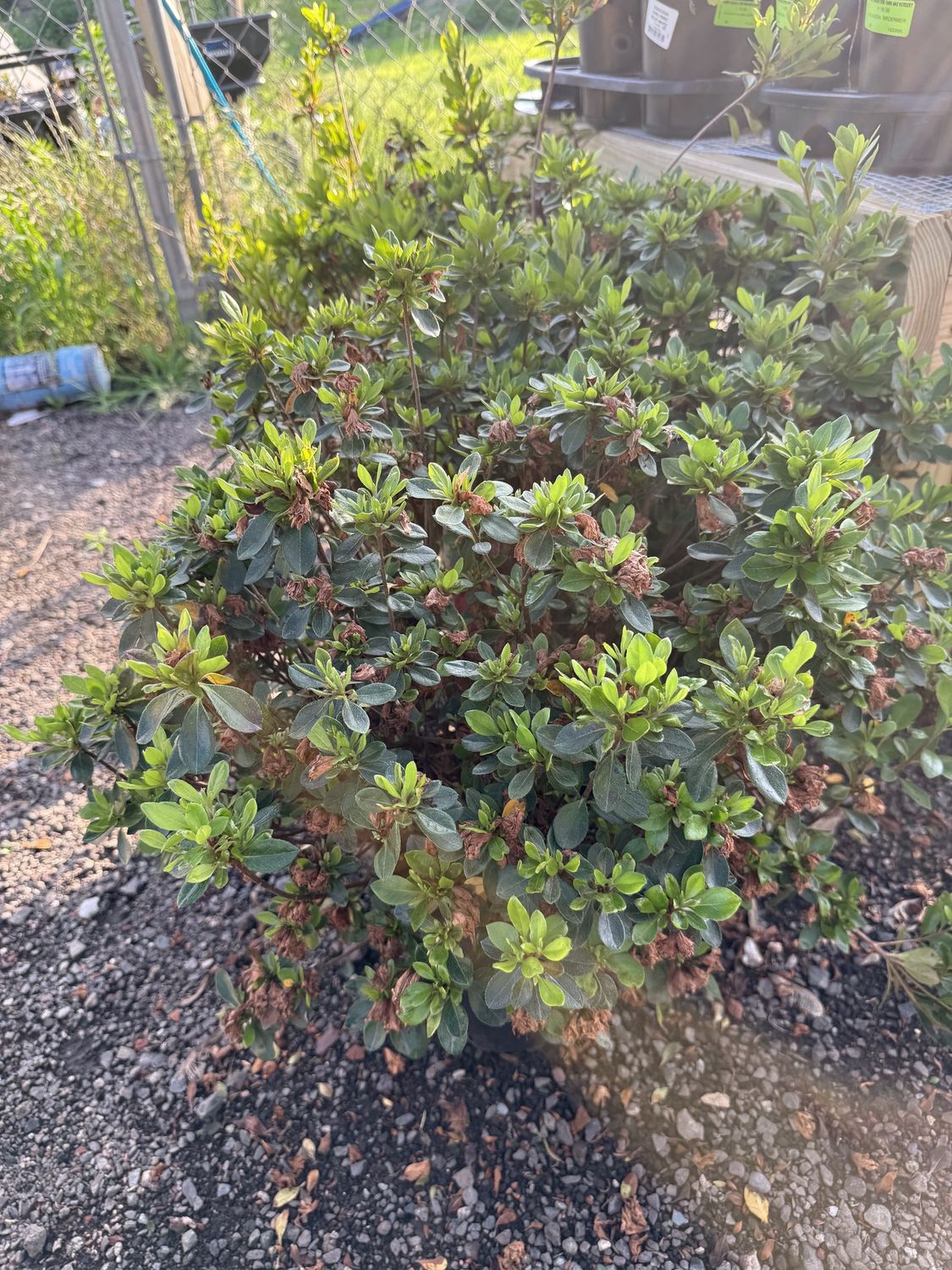 AZALEA