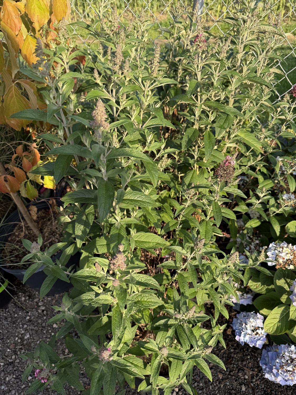 Buddleia - Butterfly Bush, Type: MONARCH `PRINCE  CHARMING`