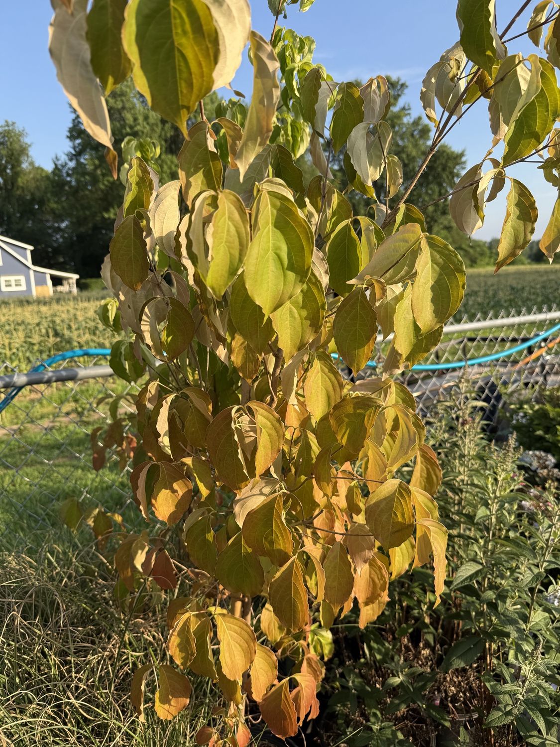 DOGWOOD, Type: CORNUS KOUSA