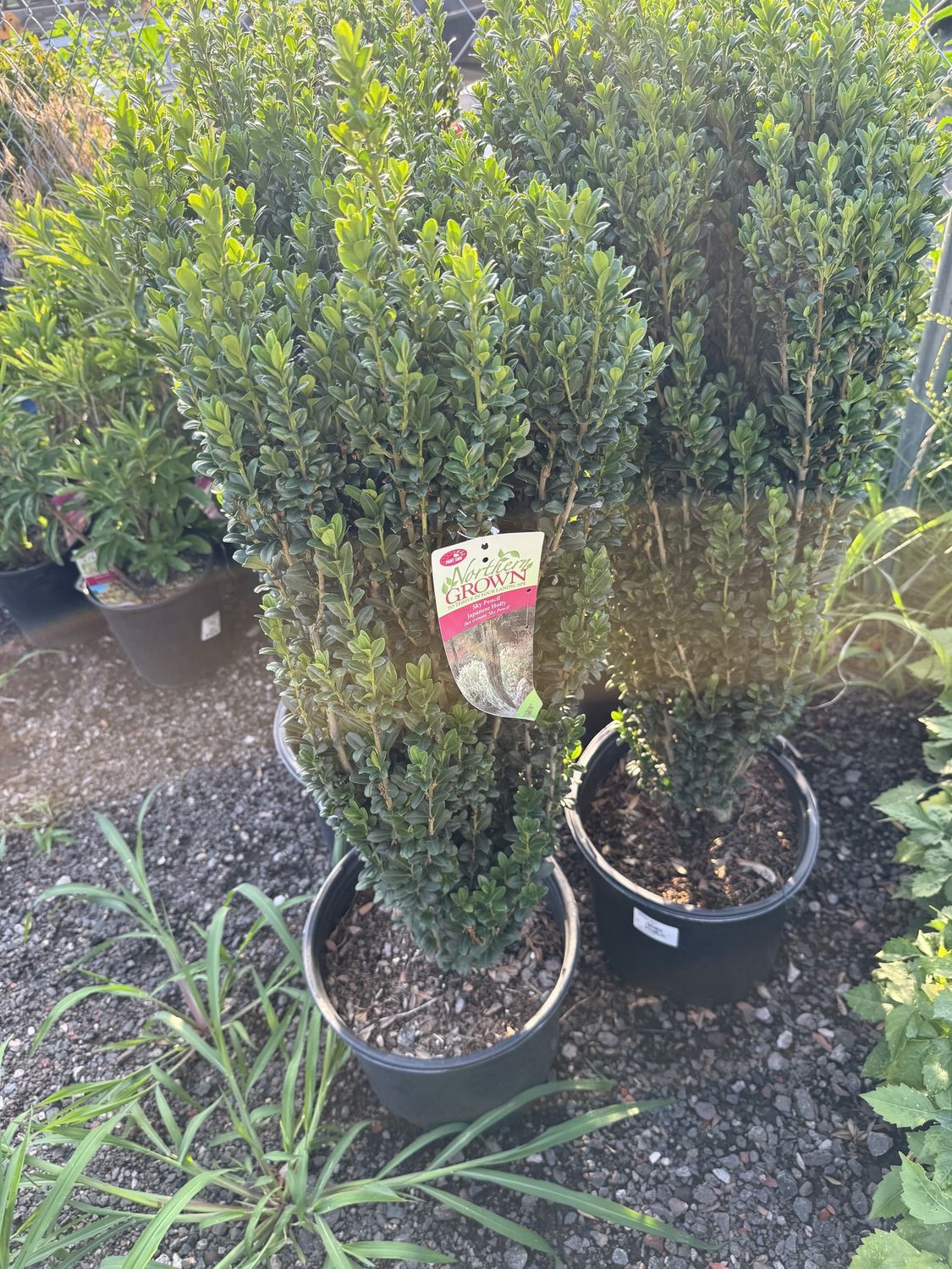 HOLLY - ILEX