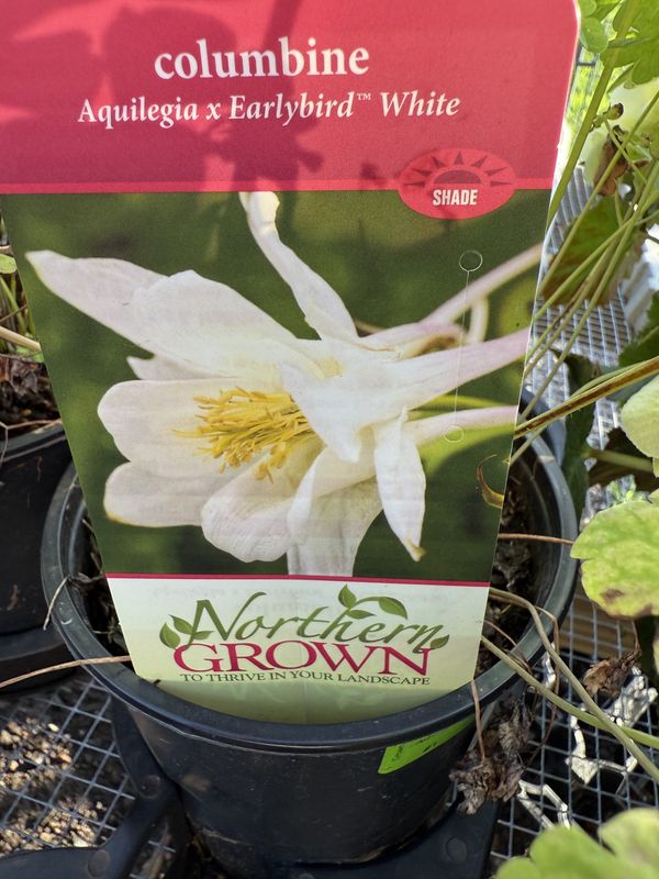 AQUILEGIA - COLUMBINE