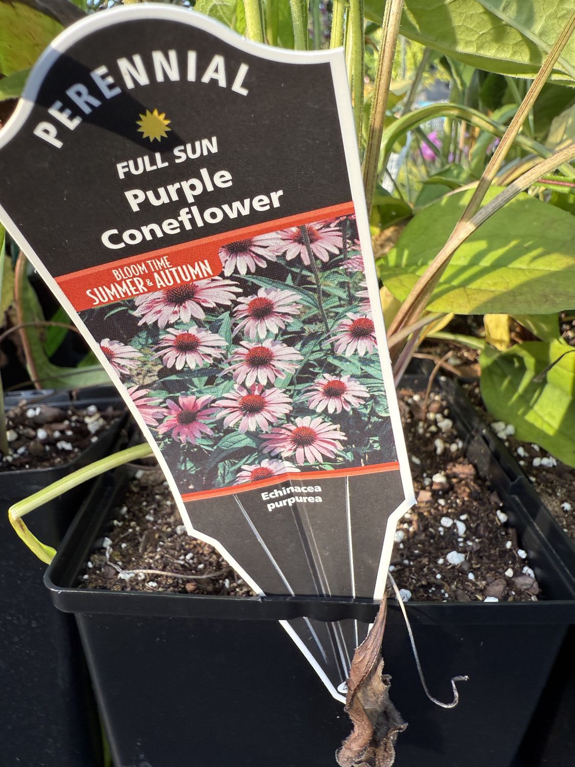 Echinacea Purpurea - Coneflower