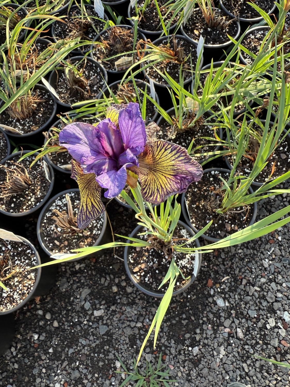 IRIS