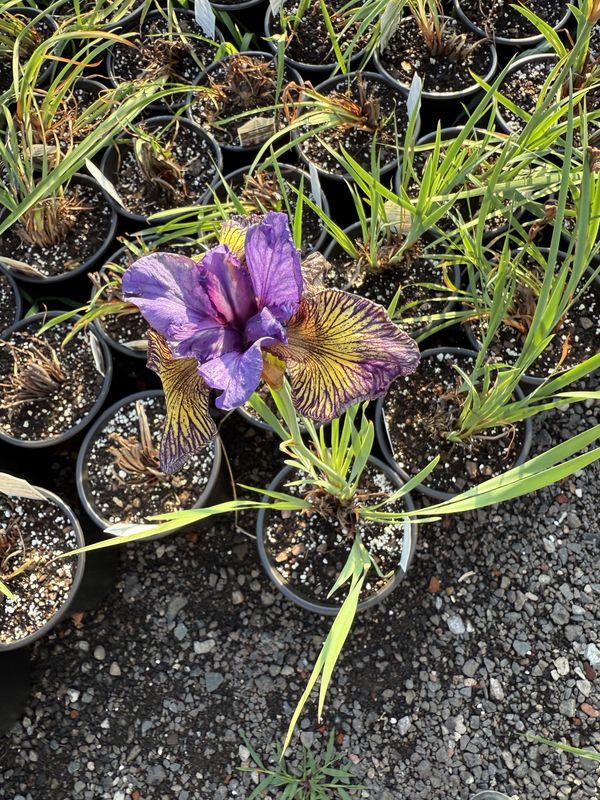 IRIS