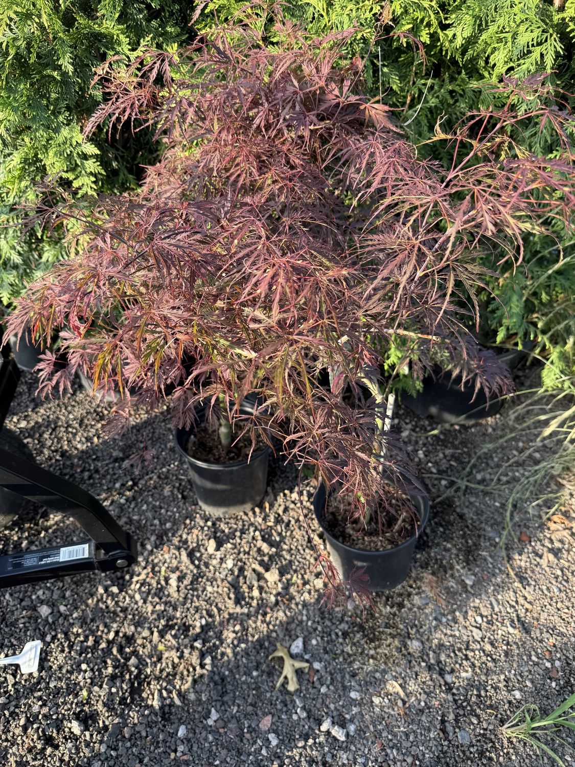 Japanese Maple Tree - Acer palmatum