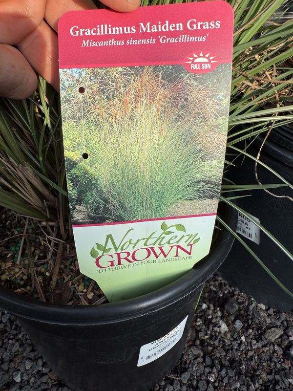 ORNAMENTAL GRASS - MISCANTHUS
