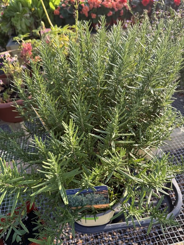 ROSMARINUS - Rosemary